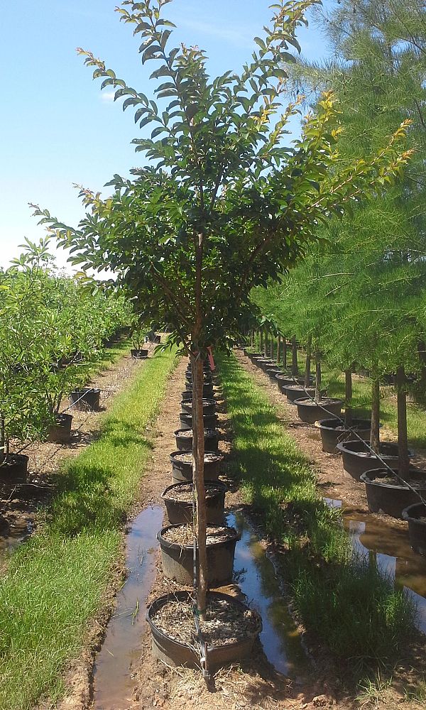 lagerstroemia-fauriei-tuskegee-japanese-crape-myrtle