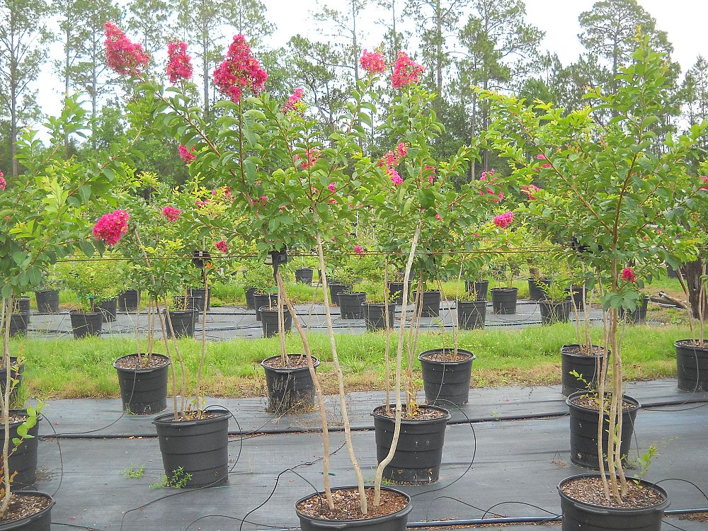 lagerstroemia-fauriei-tuskegee-japanese-crape-myrtle