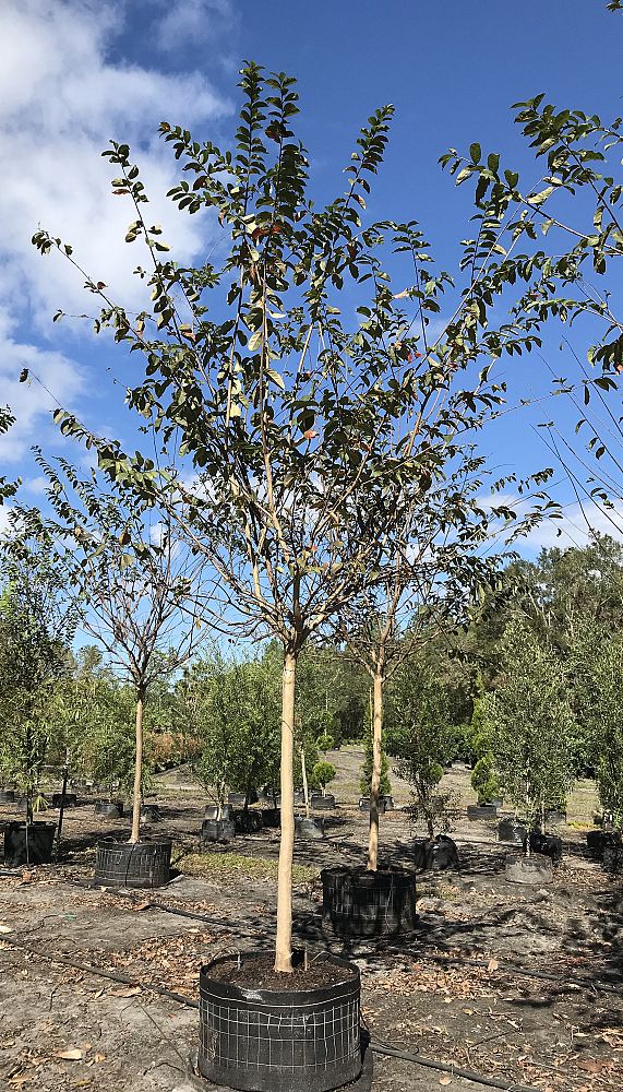 lagerstroemia-fauriei-tuskegee-japanese-crape-myrtle