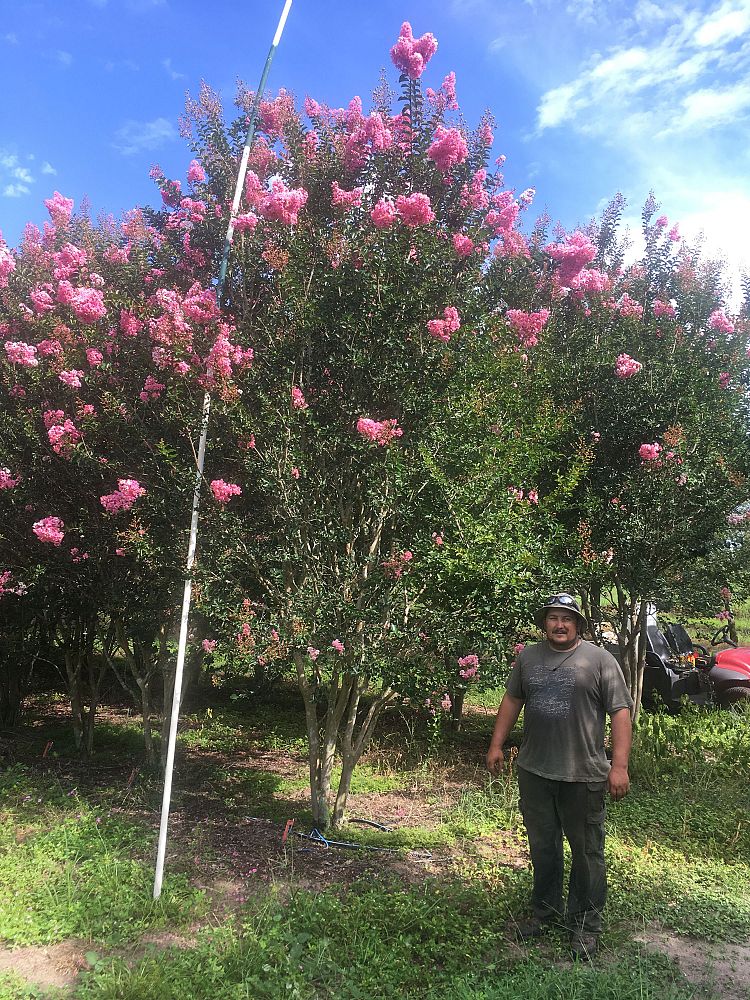 lagerstroemia-fauriei-tuskegee-japanese-crape-myrtle