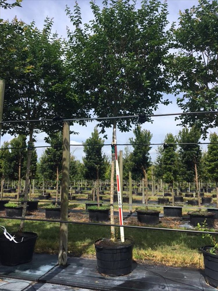 lagerstroemia-fauriei-tuskegee-japanese-crape-myrtle