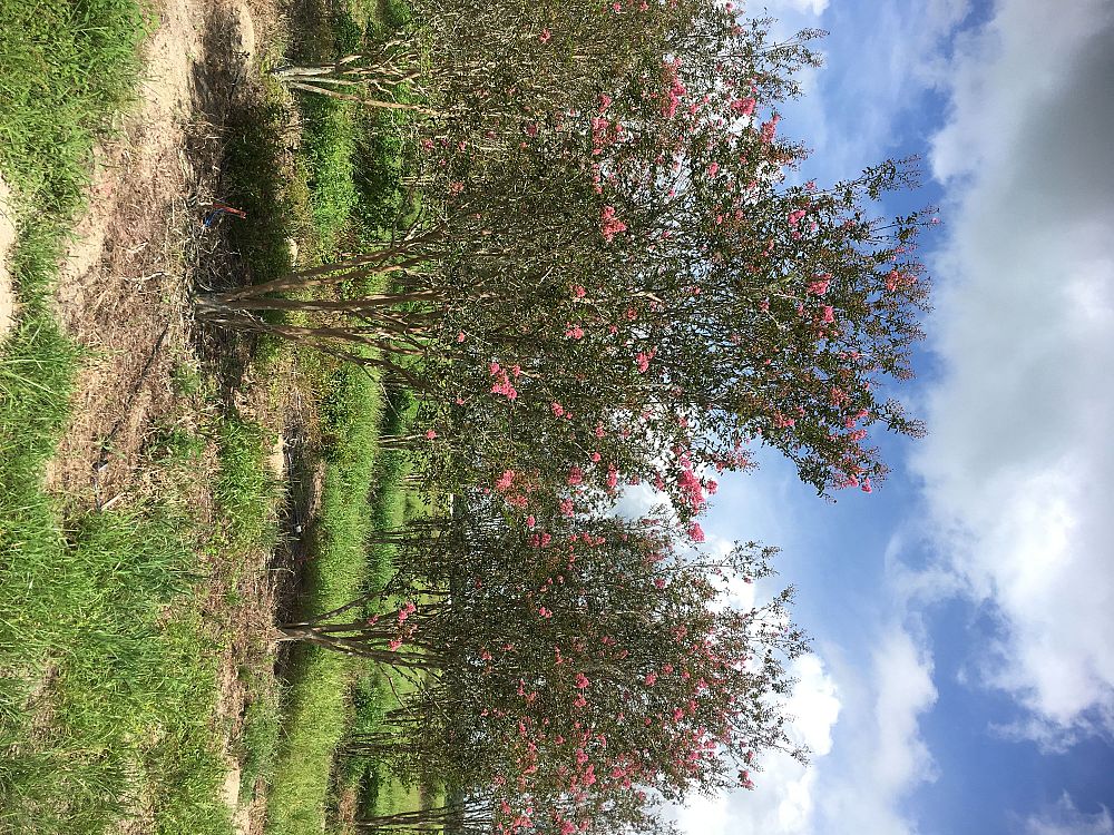 lagerstroemia-fauriei-tuskegee-japanese-crape-myrtle