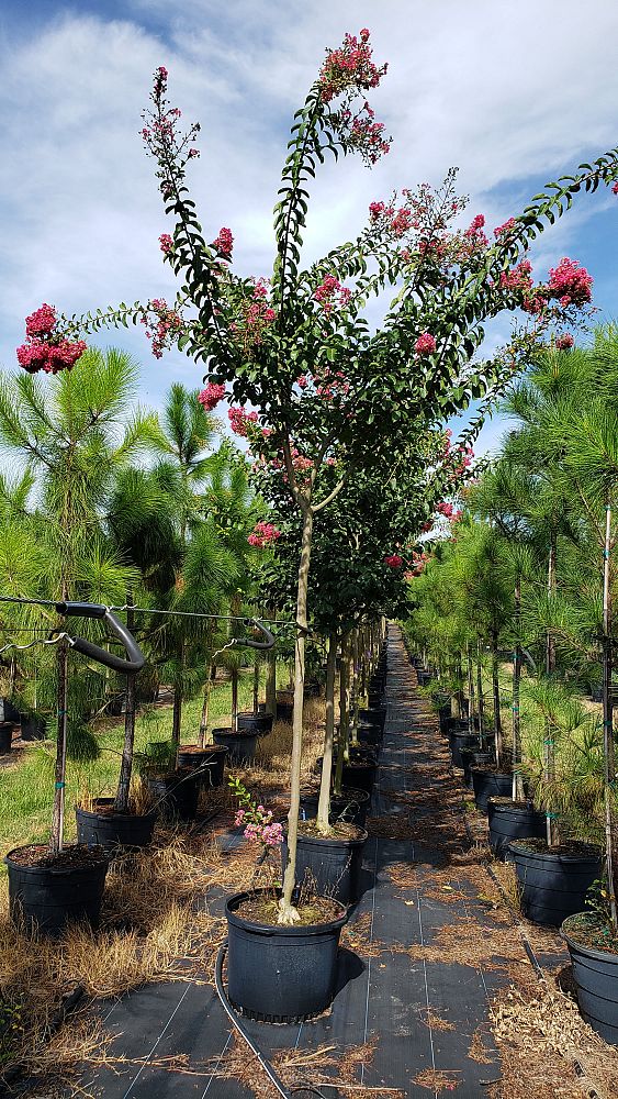 lagerstroemia-fauriei-tuskegee-japanese-crape-myrtle
