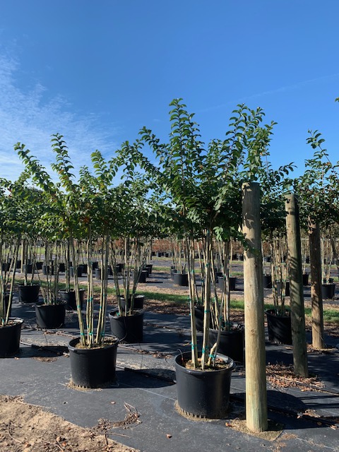 lagerstroemia-fauriei-tuskegee-japanese-crape-myrtle