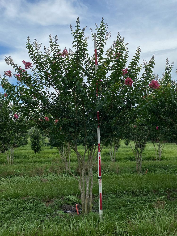 lagerstroemia-fauriei-tuskegee-japanese-crape-myrtle