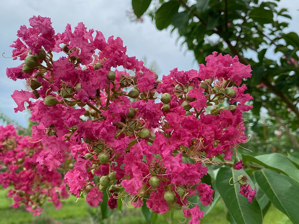 lagerstroemia-fauriei-tuskegee-japanese-crape-myrtle