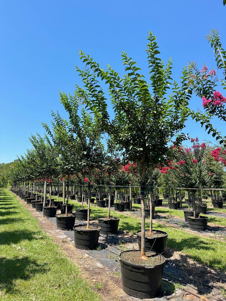 lagerstroemia-fauriei-tuskegee-japanese-crape-myrtle