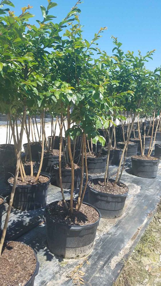 lagerstroemia-fauriei-tuskegee-japanese-crape-myrtle