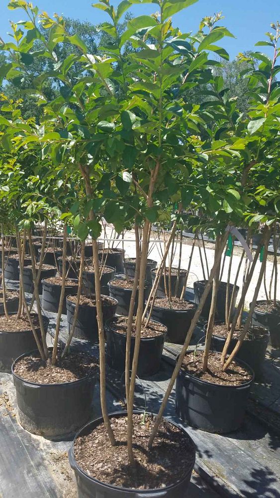 lagerstroemia-fauriei-tuskegee-japanese-crape-myrtle