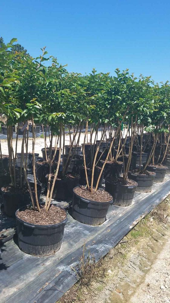 lagerstroemia-fauriei-tuskegee-japanese-crape-myrtle