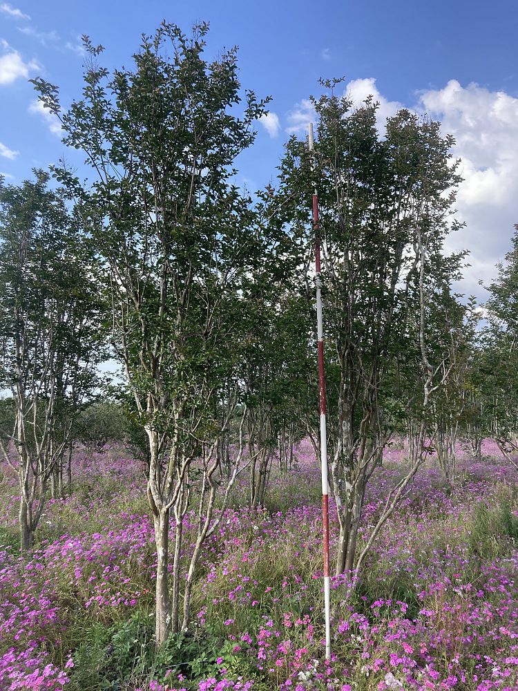 lagerstroemia-fauriei-tuskegee-japanese-crape-myrtle