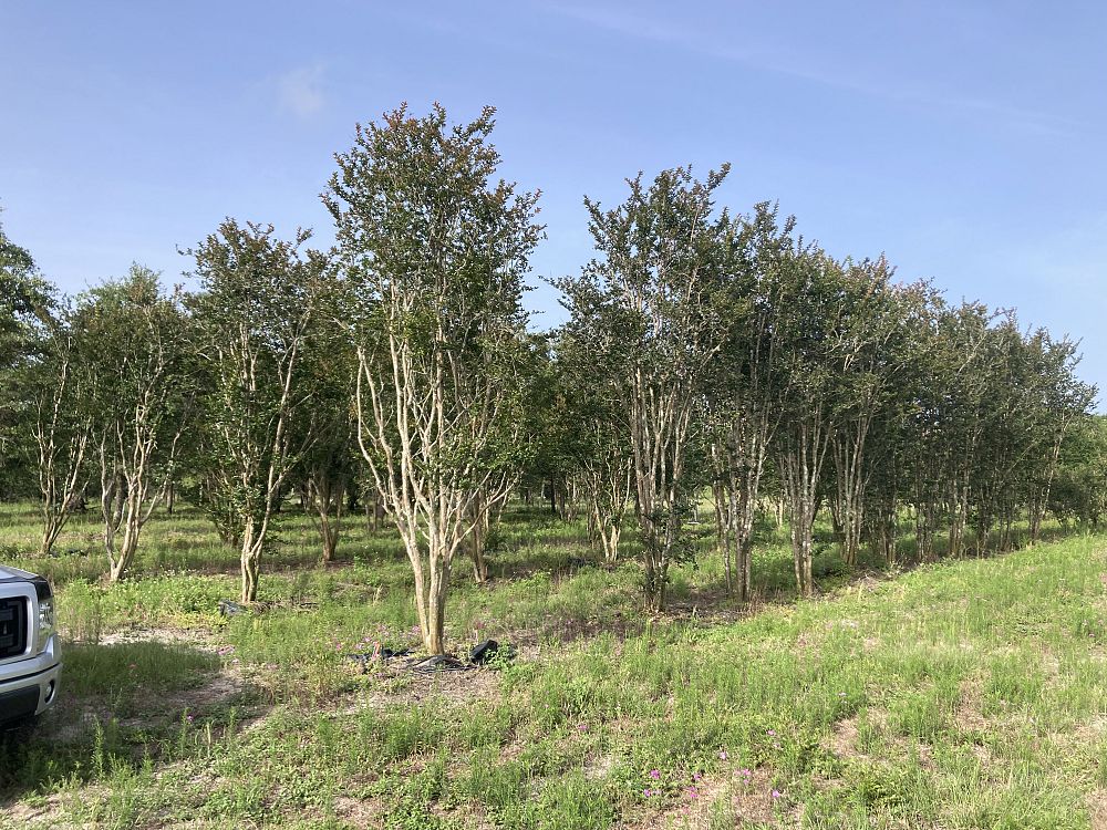 lagerstroemia-fauriei-tuskegee-japanese-crape-myrtle