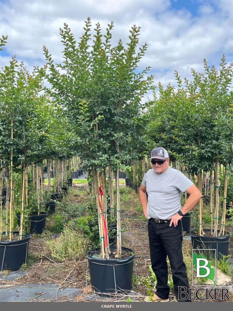 lagerstroemia-fauriei-tuskegee-japanese-crape-myrtle