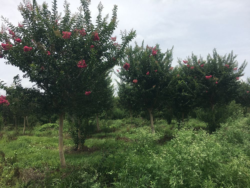lagerstroemia-fauriei-tuskegee-japanese-crape-myrtle
