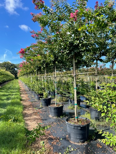 lagerstroemia-fauriei-tuskegee-japanese-crape-myrtle