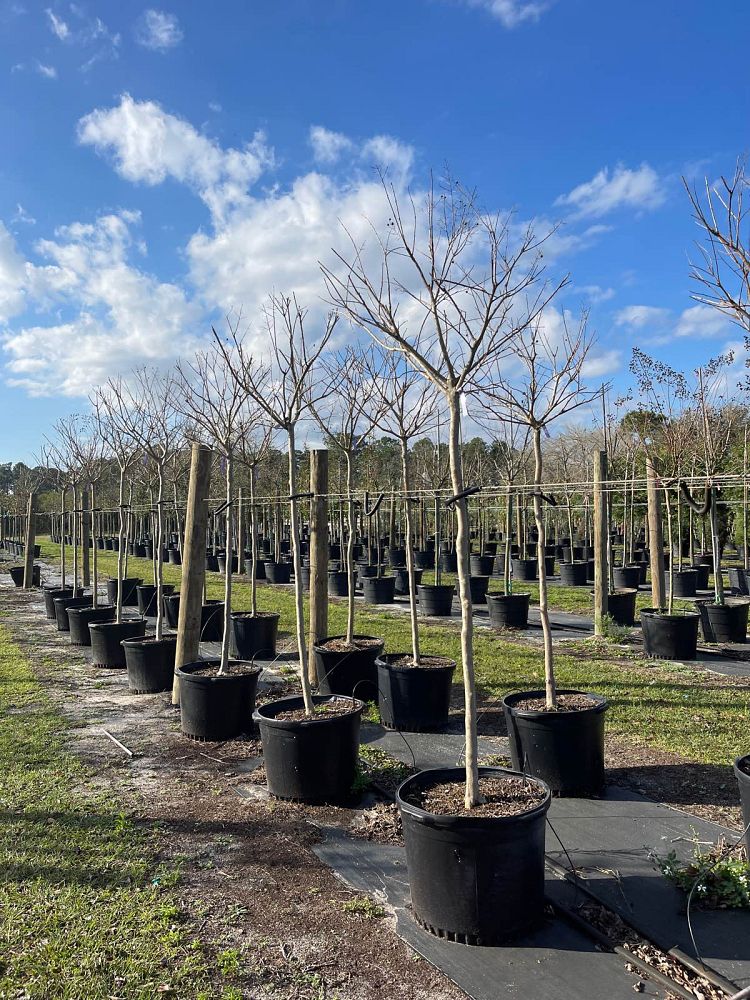 lagerstroemia-fauriei-tuskegee-japanese-crape-myrtle