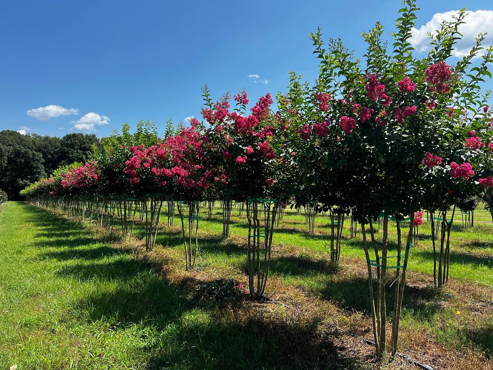 lagerstroemia-fauriei-tuskegee-japanese-crape-myrtle