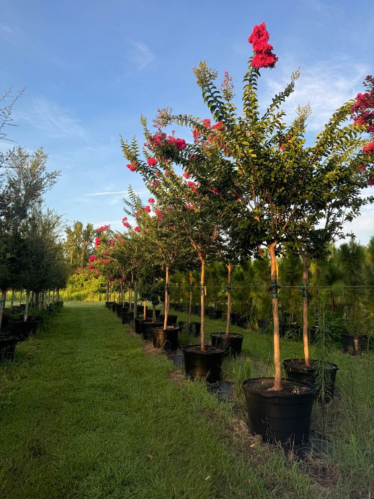 lagerstroemia-fauriei-tuskegee-japanese-crape-myrtle