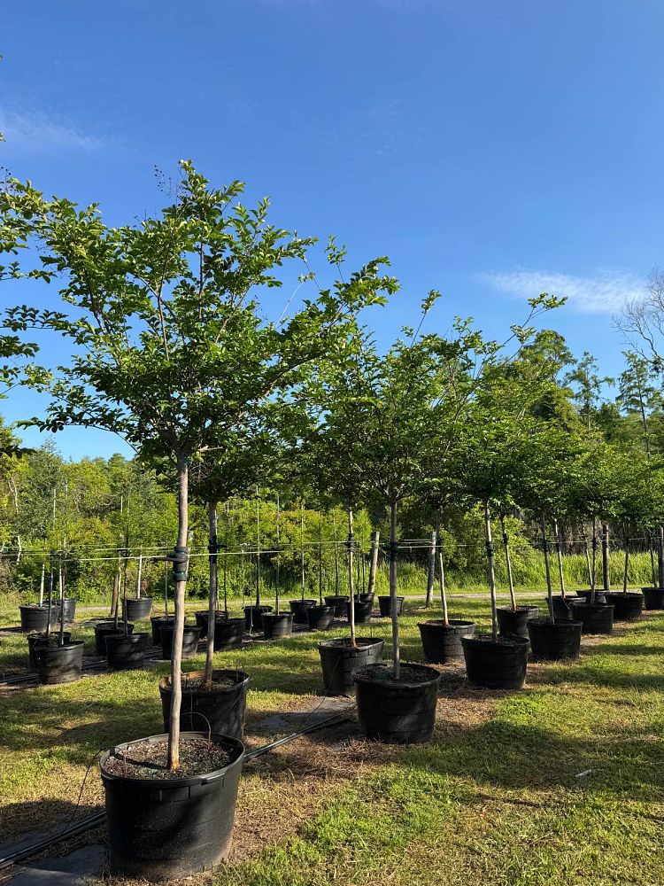 lagerstroemia-fauriei-tuskegee-japanese-crape-myrtle