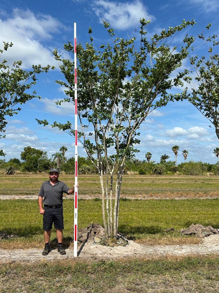 lagerstroemia-fauriei-tuskegee-japanese-crape-myrtle