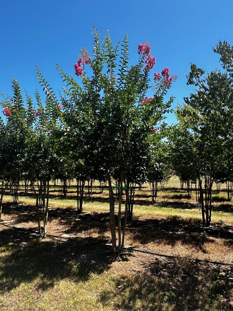 lagerstroemia-fauriei-tuskegee-japanese-crape-myrtle