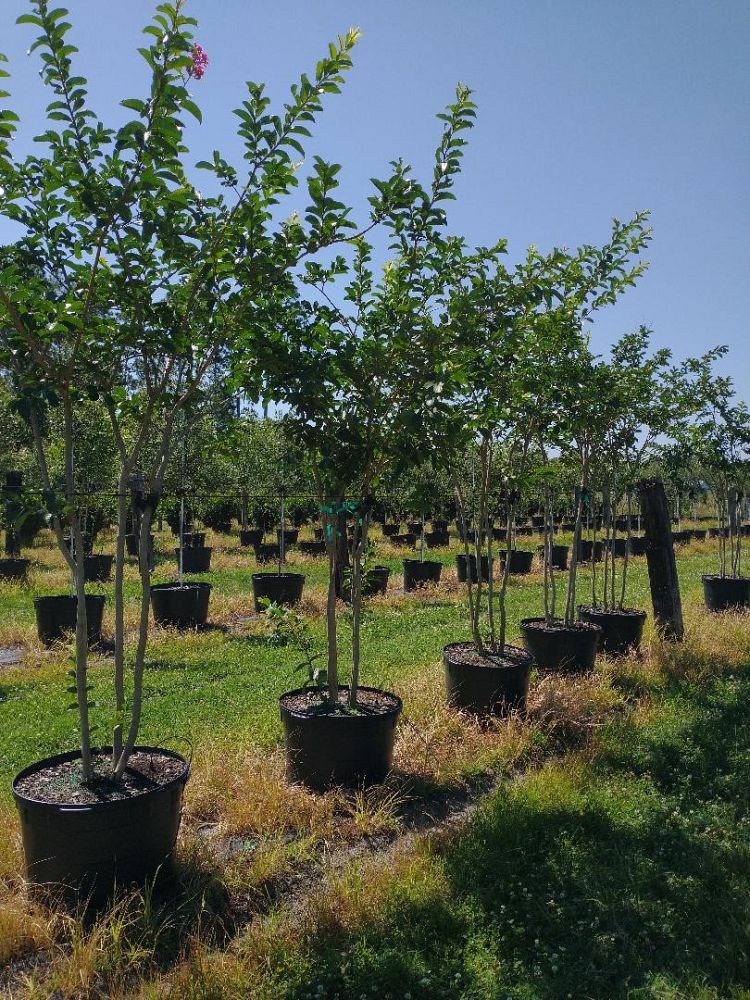 lagerstroemia-fauriei-tuskegee-japanese-crape-myrtle