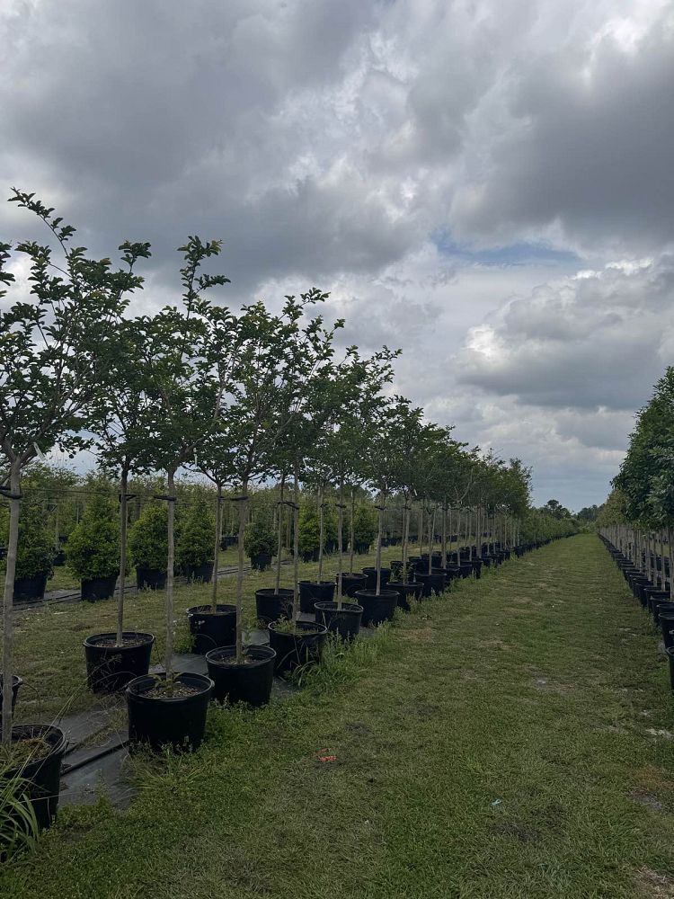 lagerstroemia-fauriei-tuskegee-japanese-crape-myrtle