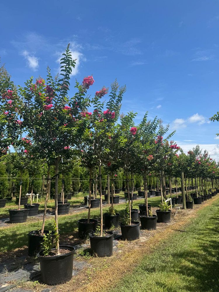 lagerstroemia-fauriei-tuskegee-japanese-crape-myrtle