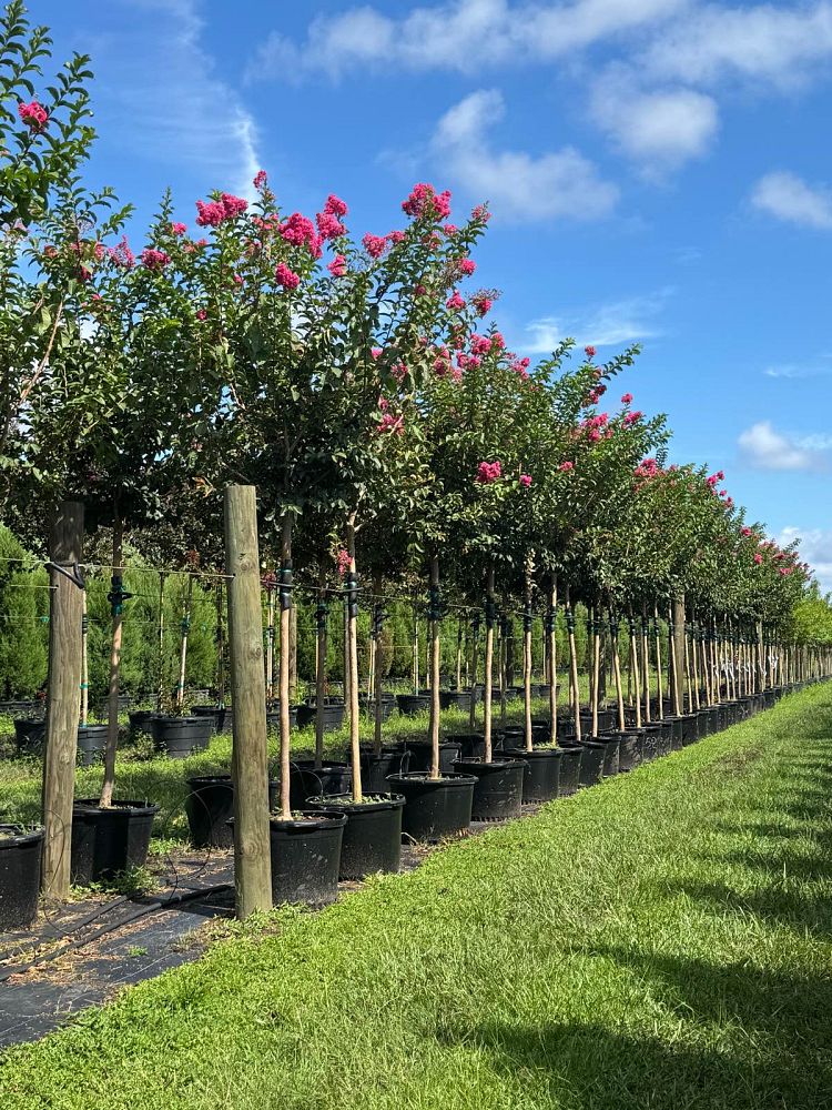 lagerstroemia-fauriei-tuskegee-japanese-crape-myrtle