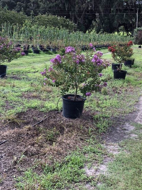 lagerstroemia-fauriei-zuni-japanese-crape-myrtle