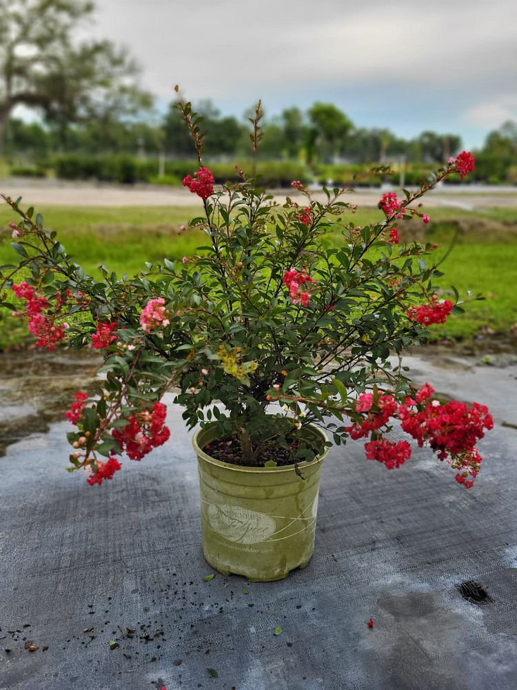 lagerstroemia-gamad-i-crape-myrtle-cherry-dazzle