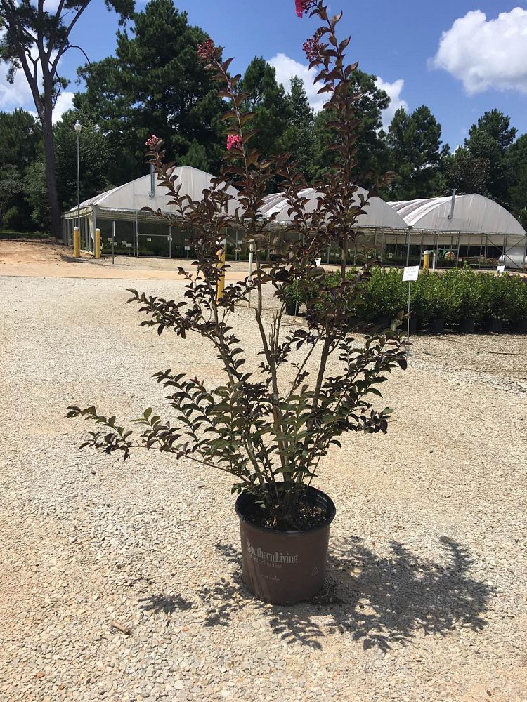 lagerstroemia-hybrid-chocolate-mocha-delta-jazz-reg-crapemyrtle