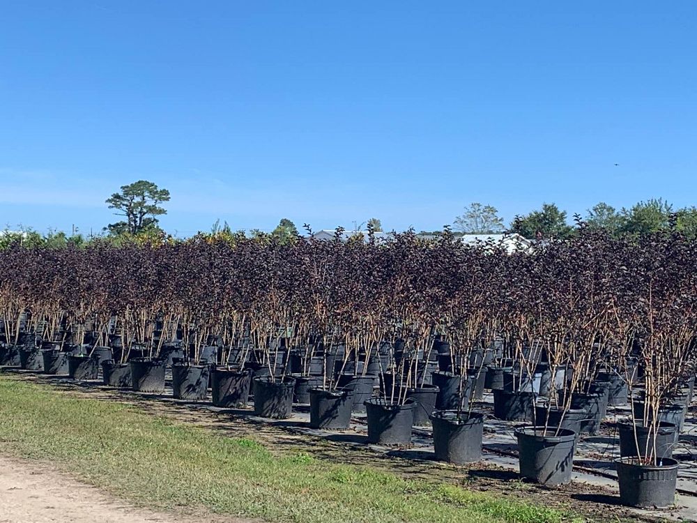 lagerstroemia-hybrid-chocolate-mocha-delta-jazz-reg-crapemyrtle