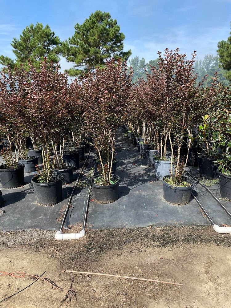 lagerstroemia-hybrid-chocolate-mocha-delta-jazz-reg-crapemyrtle