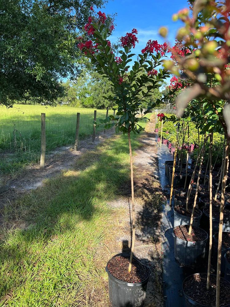 lagerstroemia-hybrid-piilag-b5-enduring-red-crapemyrtle
