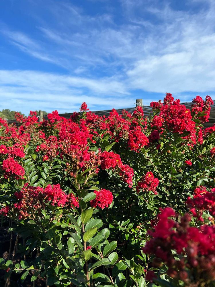 lagerstroemia-hybrid-piilag-b5-enduring-red-crapemyrtle