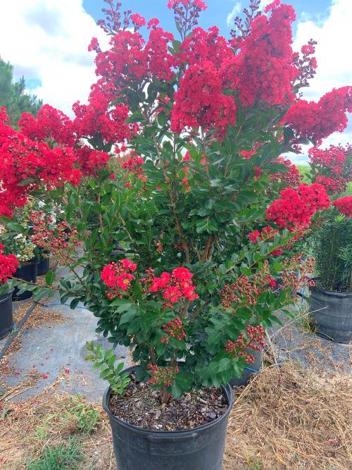 lagerstroemia-hybrid-piilag-b5-enduring-red-crapemyrtle
