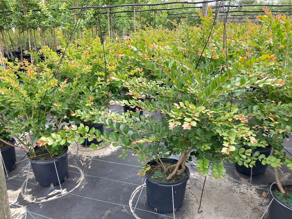 lagerstroemia-indica-acoma-crape-myrtle