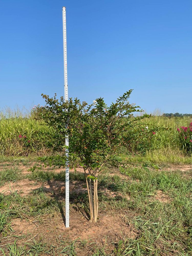 lagerstroemia-indica-acoma-crape-myrtle