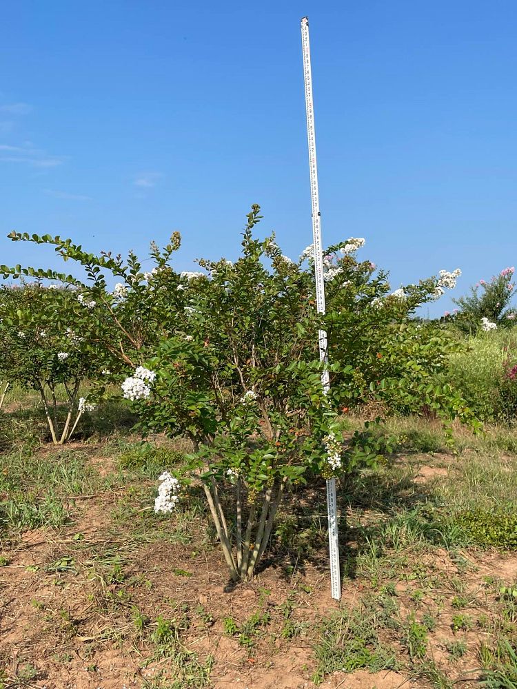 lagerstroemia-indica-acoma-crape-myrtle