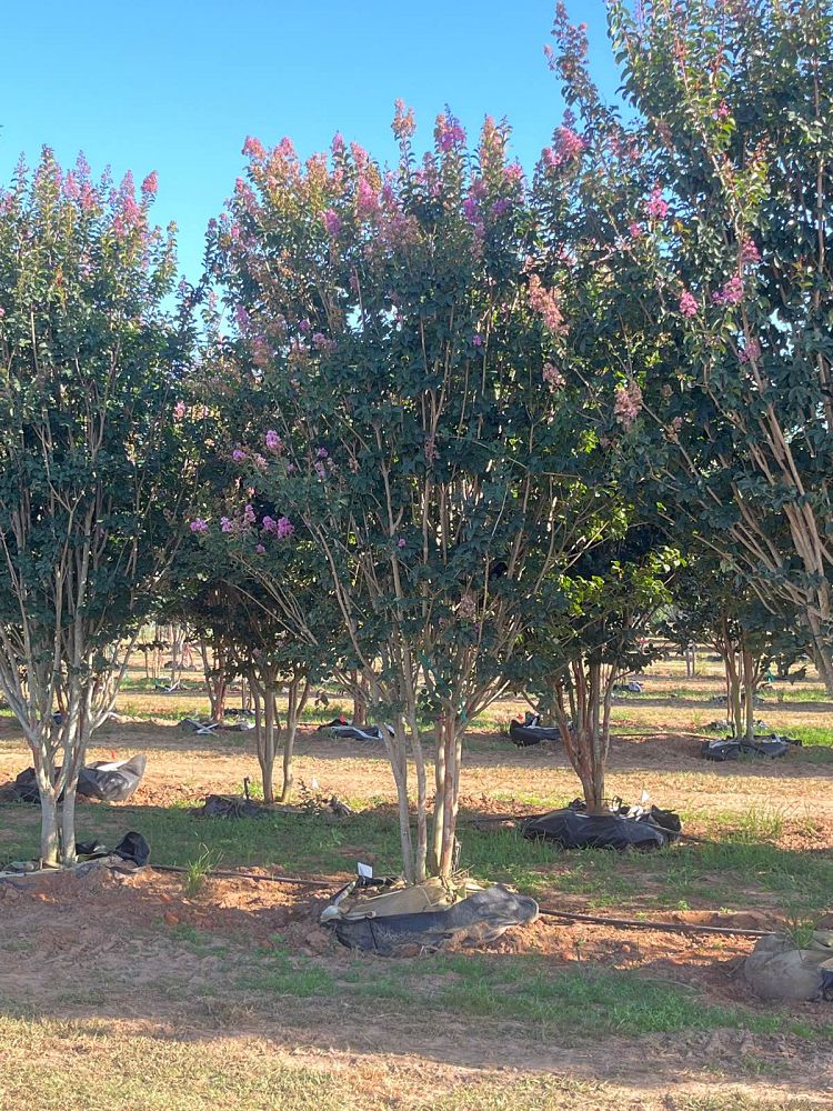 lagerstroemia-indica-apalachee-crape-myrtle