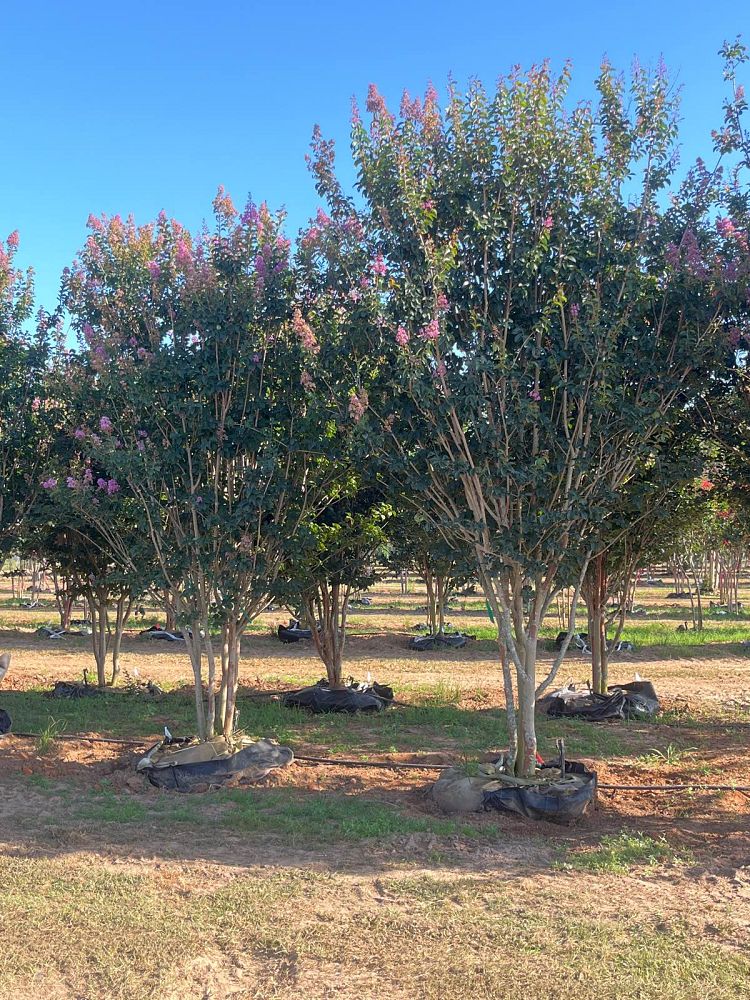 lagerstroemia-indica-apalachee-crape-myrtle