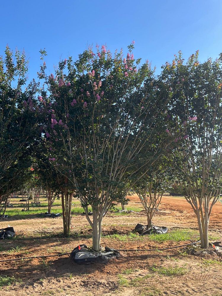 lagerstroemia-indica-apalachee-crape-myrtle