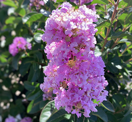 lagerstroemia-indica-autaugaville-purple