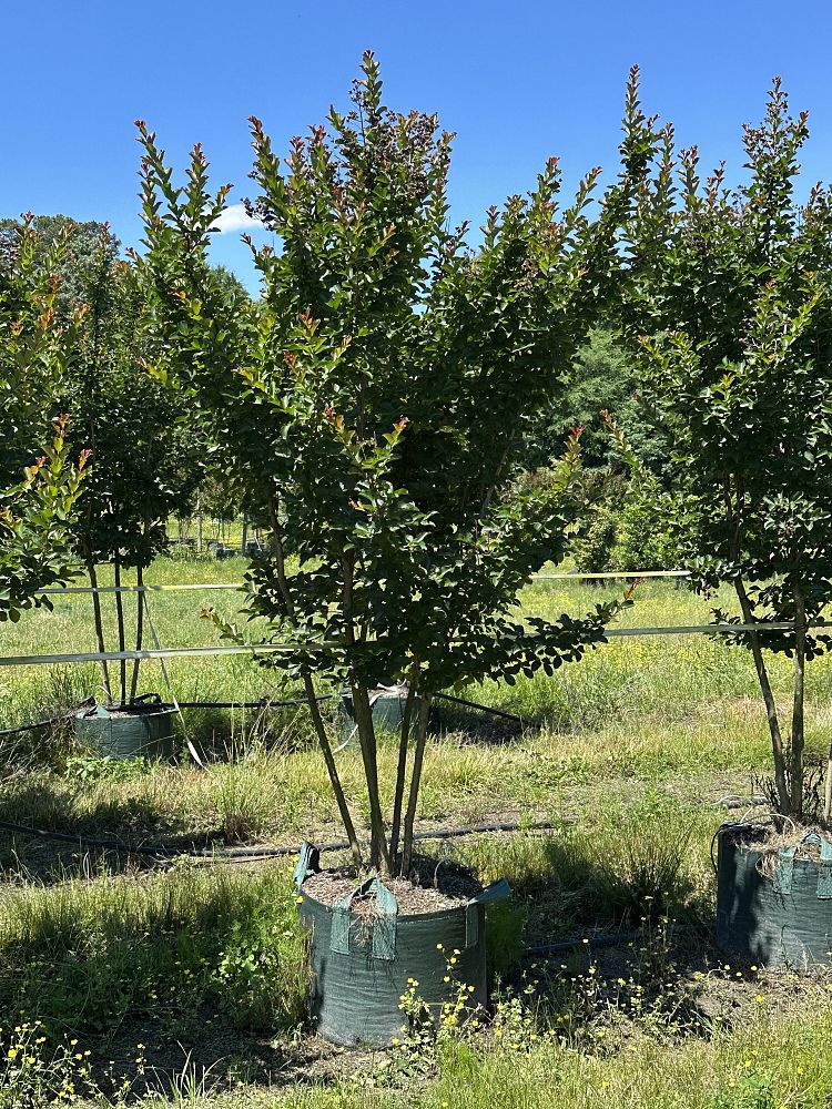 lagerstroemia-indica-autaugaville-purple