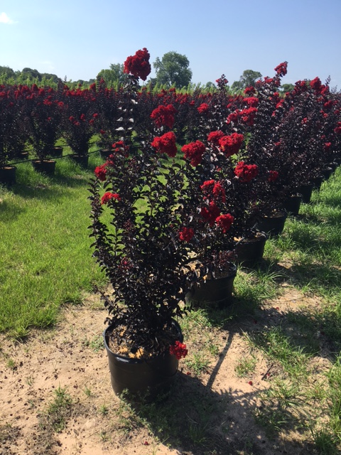 lagerstroemia-indica-black-diamond-best-red-crape-myrtle