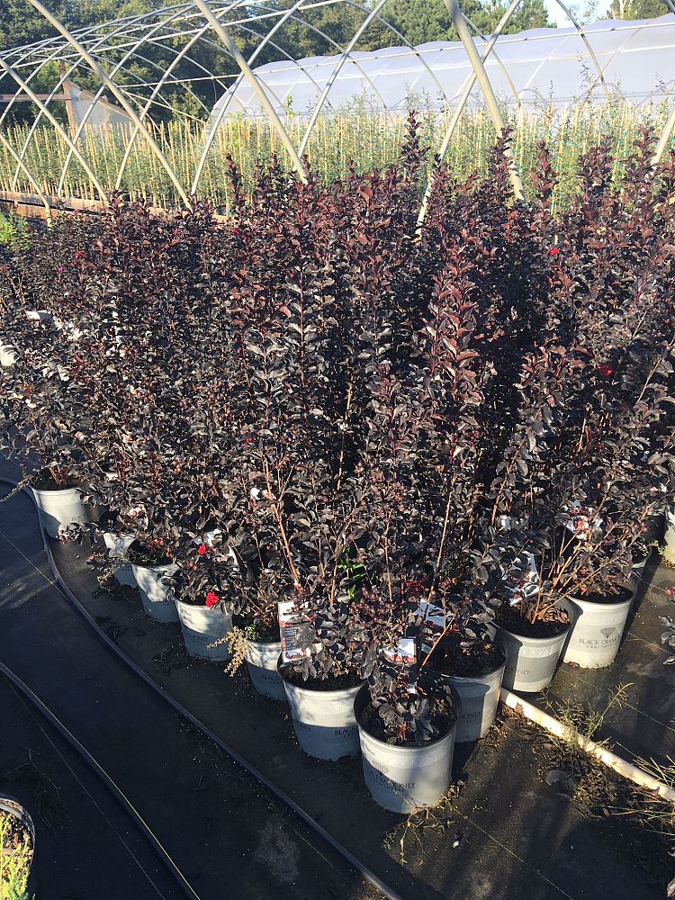 lagerstroemia-indica-black-diamond-best-red-crape-myrtle