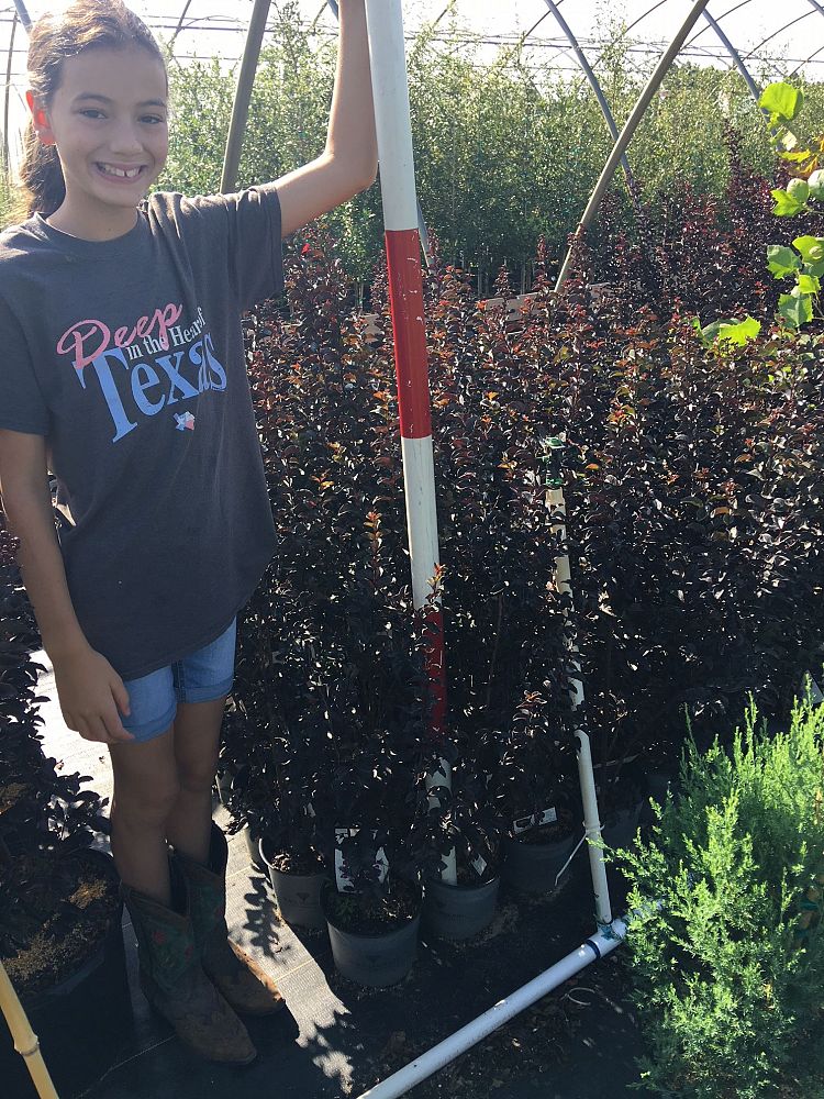 lagerstroemia-indica-black-diamond-best-red-crape-myrtle
