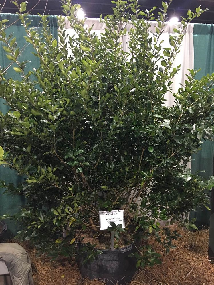 lagerstroemia-indica-black-diamond-best-red-crape-myrtle