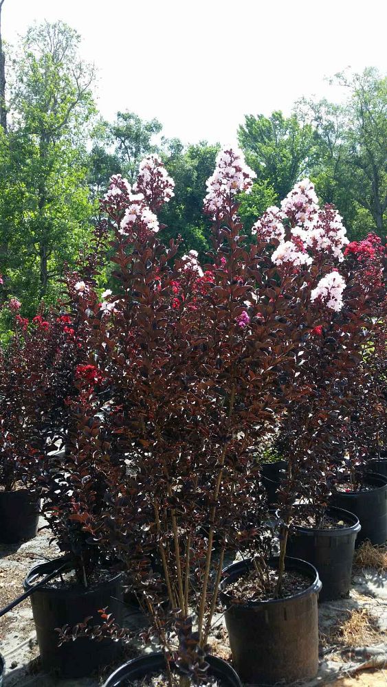 lagerstroemia-indica-black-diamond-best-red-crape-myrtle